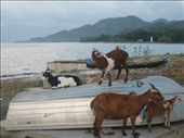 In the Oecusse enclave of Timor-Leste there are five times more goats than people (by my rough estimate).: by sallybolton, Views[1021]
