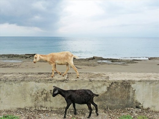 The Oecusse enclave is surrounded by Indonesia in all directions except the north, where it borders the Savu Sea. 