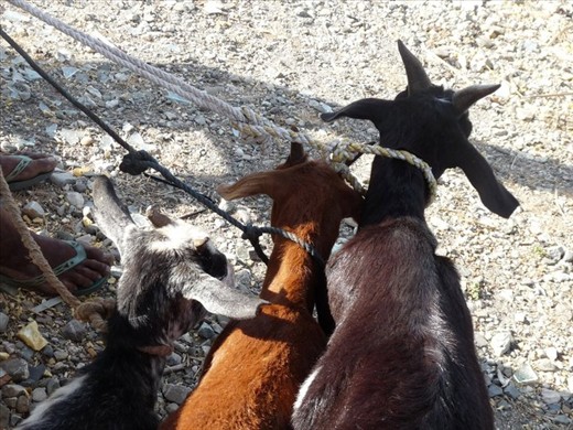 Goats on ropes, in preparation for the overnight ferry journey to the capital, Dili, where they will be sold at market.