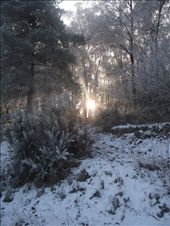 This is the first thing you see when walking to the wood. The sun bursting through the trees draws your eye to the centre, to me its highlighting the place I want to visit and leading the way.: by sallyhall, Views[302]