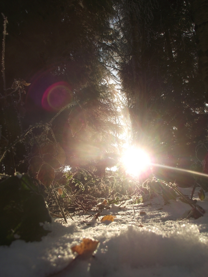 I likw how the snow edges are highlighted almost making them glow. This is a favourite part of the wood as it's a little place to hide in, it's like a fairytale place, the sun shining through makes it feel a very happy place to sit.