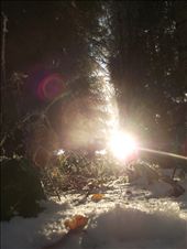 I likw how the snow edges are highlighted almost making them glow. This is a favourite part of the wood as it's a little place to hide in, it's like a fairytale place, the sun shining through makes it feel a very happy place to sit.: by sallyhall, Views[278]