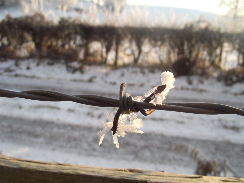 This is where the wood stops and I can't go any further. I love how the snow can make something as dangerous as barbed wire look pretty. 