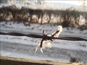 This is where the wood stops and I can't go any further. I love how the snow can make something as dangerous as barbed wire look pretty. : by sallyhall, Views[292]