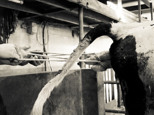 Helping a cow to give birth