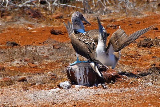 The infamous and monogamous Blue-Footed Booby tries to impress and court its mate with a lengthy, instinctual dance.  He begins by strutting around “showing off” his dazzling blue feet and follows that by presenting nesting material.  This Booby is demonstrating “sky-pointing,” which is a common move the males use to impress the females.  