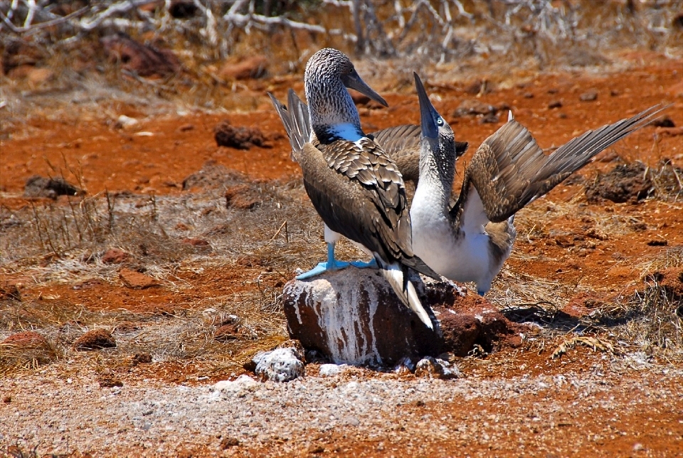 The infamous and monogamous Blue-Footed Booby tries to impress and court its mate with a lengthy, instinctual dance.  He begins by strutting around “showing off” his dazzling blue feet and follows that by presenting nesting material.  This Booby is demonstrating “sky-pointing,” which is a common move the males use to impress the females.  