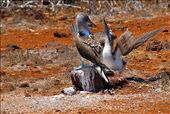 The infamous and monogamous Blue-Footed Booby tries to impress and court its mate with a lengthy, instinctual dance.  He begins by strutting around “showing off” his dazzling blue feet and follows that by presenting nesting material.  This Booby is demonstrating “sky-pointing,” which is a common move the males use to impress the females.  : by sambornhorst, Views[447]