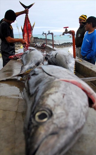Besides being a haven for a wide variety of flora and fauna, people have inhabited only a few of the islands and most of the people were born there.  This fisherman had just come to shore with his daily catch of Yellow Fin Tuna.  At his side, an anxious Sea Lion, Pelican, and other birds wait for a taste of scraps.   The local restaurant owners also line up to get their first choice of the freshest fish.