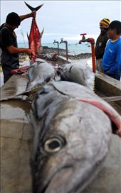 Besides being a haven for a wide variety of flora and fauna, people have inhabited only a few of the islands and most of the people were born there.  This fisherman had just come to shore with his daily catch of Yellow Fin Tuna.  At his side, an anxious Sea Lion, Pelican, and other birds wait for a taste of scraps.   The local restaurant owners also line up to get their first choice of the freshest fish.: by sambornhorst, Views[591]