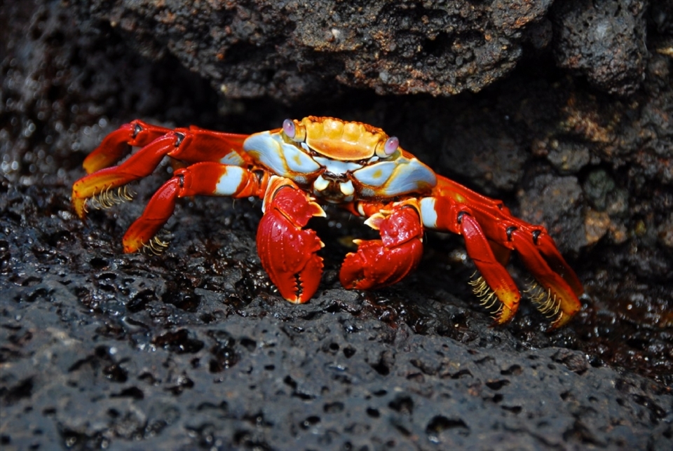 The Sally Lightfoot Crabs are everywhere on the Galapagos Archipeligo.  These brightly colored crustaceans swiftly move across the variety of landscapes the islands offer making them hard to capture. 
