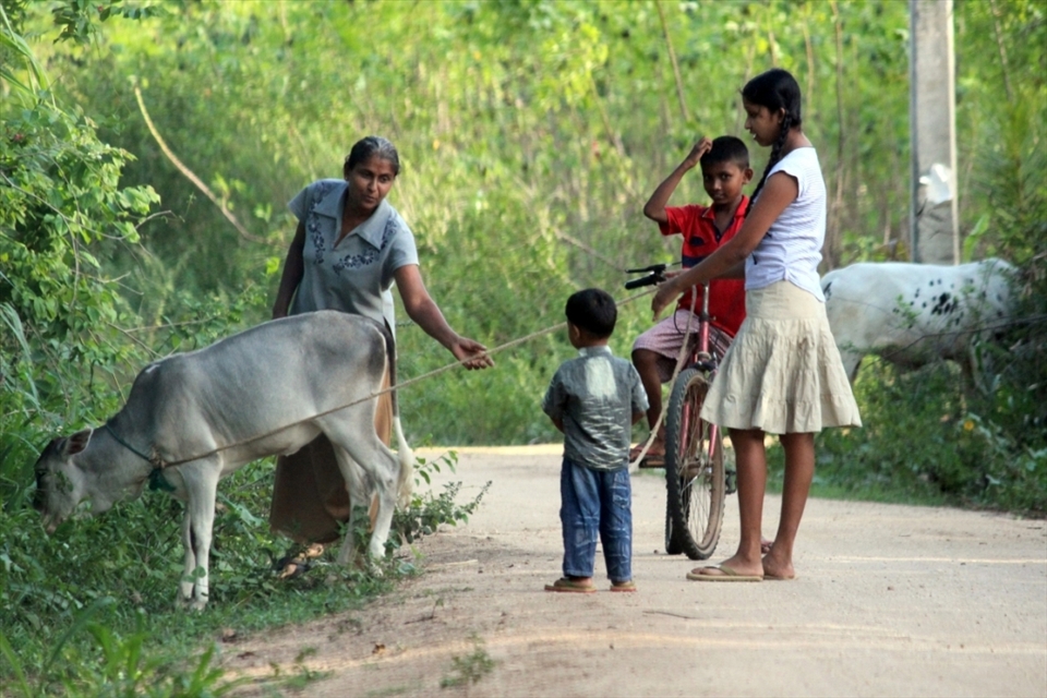 We went to the above mentioned farmers house with his invitation. On the way what we saw was a young girl, her two little brothers and grandmother taking their cattle for feeding them.  Cattle become very helpful in their cultivation and bring them a small extra income.