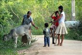 We went to the above mentioned farmers house with his invitation. On the way what we saw was a young girl, her two little brothers and grandmother taking their cattle for feeding them.  Cattle become very helpful in their cultivation and bring them a small extra income.: by sameeraabeysuriya, Views[696]