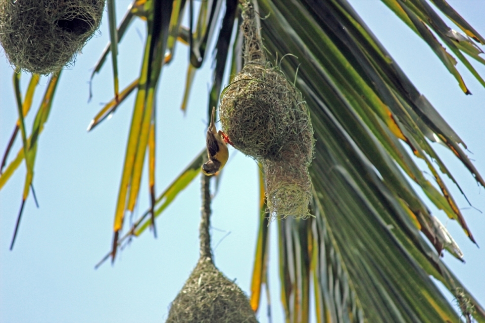 We were treated with so much hospitality at the farmer’s little palace. The garden was a true beauty with all types of vegetables grown. And it was a bird paradise. A coconut tree was full of these birds, (we call them WADU (means carpenter) birds and their nests. It was such a beautiful housing scheme. Wadu bird is such a crafty nest builder and tourists have a high demand on them. But its illegal to sell them or their nests.