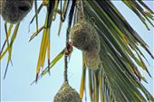 We were treated with so much hospitality at the farmer’s little palace. The garden was a true beauty with all types of vegetables grown. And it was a bird paradise. A coconut tree was full of these birds, (we call them WADU (means carpenter) birds and their nests. It was such a beautiful housing scheme. Wadu bird is such a crafty nest builder and tourists have a high demand on them. But its illegal to sell them or their nests.: by sameeraabeysuriya, Views[1653]