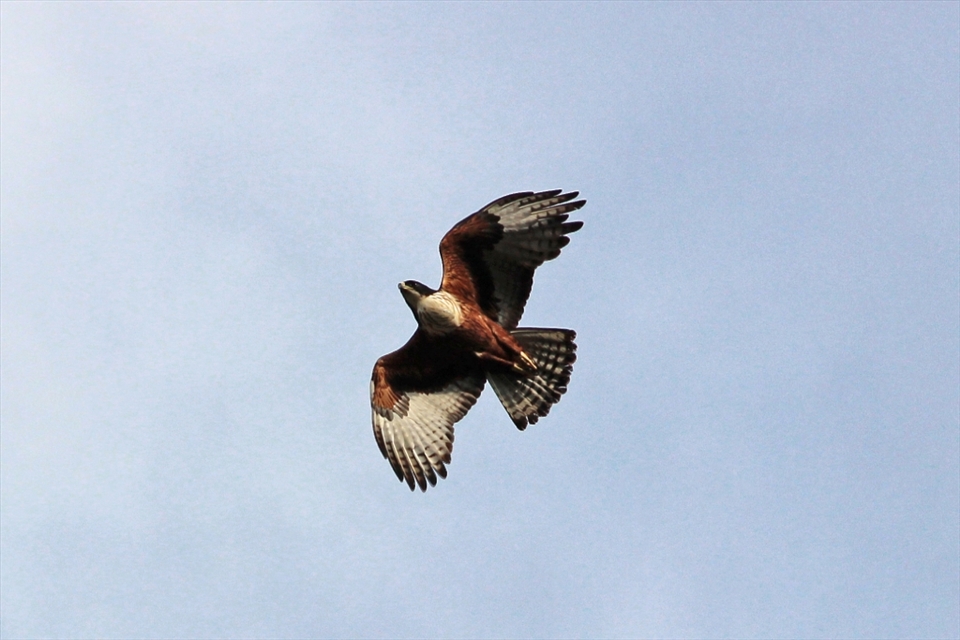 On my way home, I stopped at Lahugala  to observe elephants. But unluckily they had already left the river bank. What I could capture was this Hawk. But it was a pretty good snap because it flew near so that the  beautiful designs of its feathers were visible.