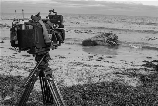 The media has shown up to share the story - The tripod mirrors the whales jaw.