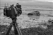 The media has shown up to share the story - The tripod mirrors the whales jaw.: by samfrost, Views[335]