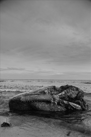 A whales head has blown in-a rare chance to get an up close, if not morbid, look