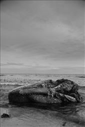 A whales head has blown in-a rare chance to get an up close, if not morbid, look: by samfrost, Views[303]