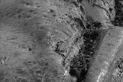 The winds have pushed more than just seaweed to shore