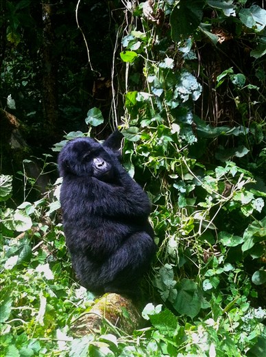 Gorilla trekking in Bwindi Impenetrable Forest. Beautiful creatures!