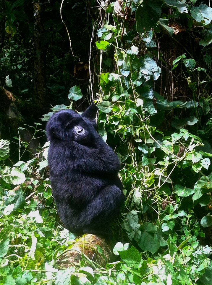 Gorilla trekking in Bwindi Impenetrable Forest. Beautiful creatures!