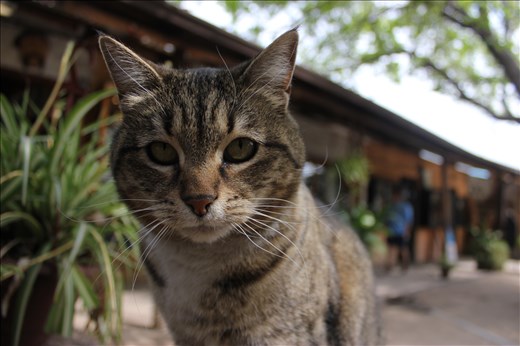 Market cat in Chile
