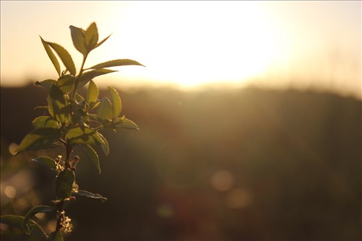Sunset leaf macro shot