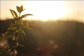 Sunset leaf macro shot: by samjwalls, Views[325]