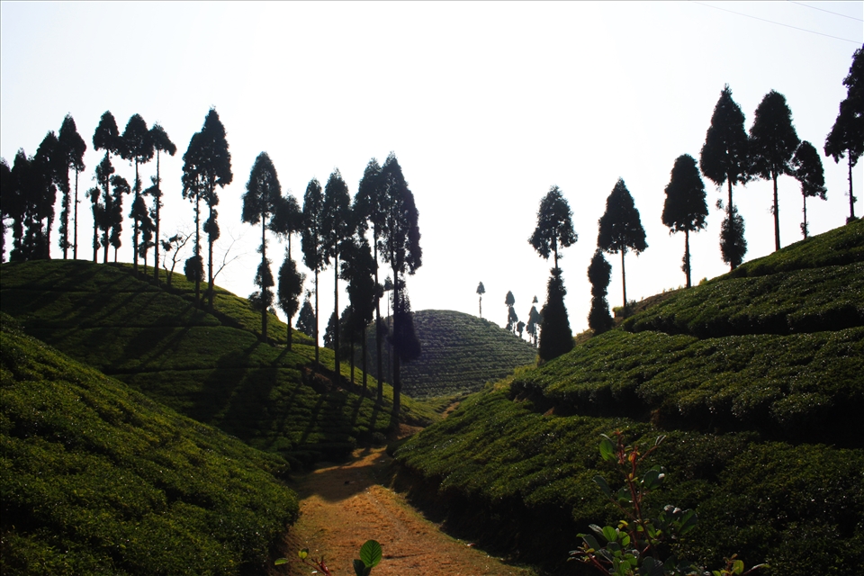 tea estate in mirik.