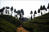 tea estate in mirik.: by samm, Views[295]