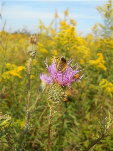 A bee pollinating a thistle at Taylor Fork Ecological Area.