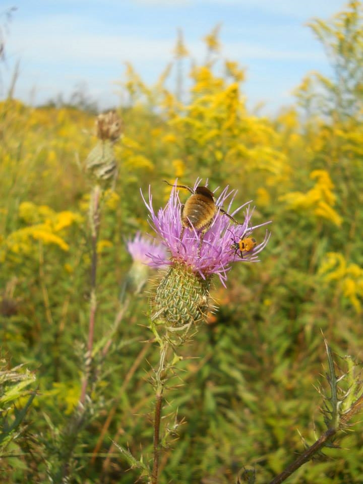A bee pollinating a thistle at Taylor Fork Ecological Area.