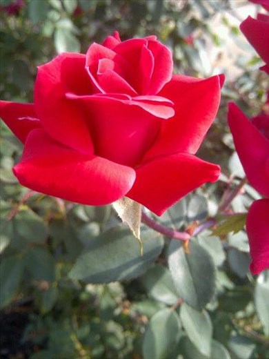 Rose on EKU main campus by Moore. Taken on my Blackberry Torch. 