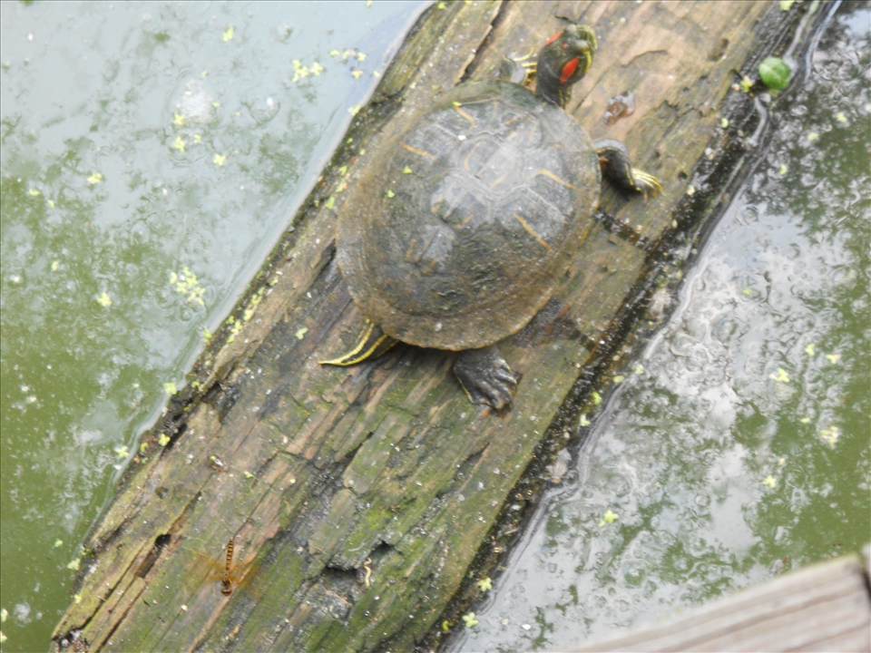 Orange, TX. Eastern Amberwing dragonfly and Red-eared Slider