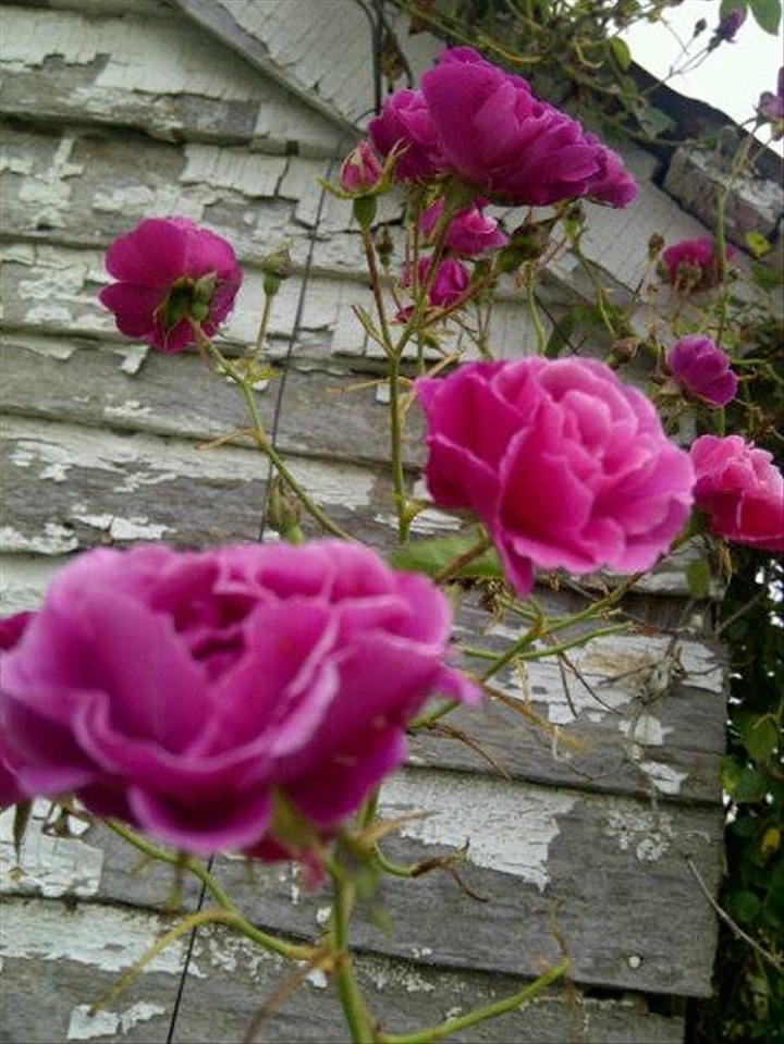 Wild roses by the shed of our old house. Smelled amazing :)