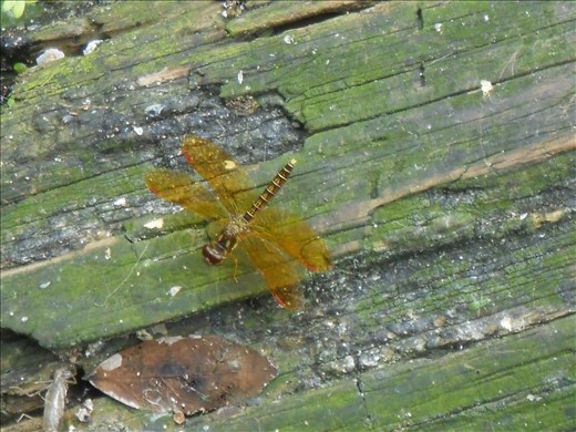 Eastern Amberwing Dragonfly 