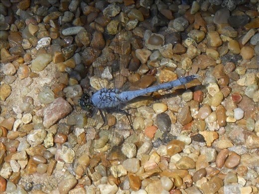 I believe it's an Eastern Pondhawk (type of dragonfly)