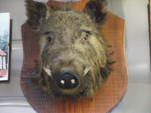 Often seen outside local produce shops and also (in the live state) wandering through gardens and wooded areas at dusk. Not very friendly! 