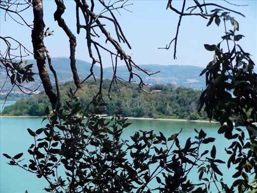 Just liked the view as seen through the hanging branches! 