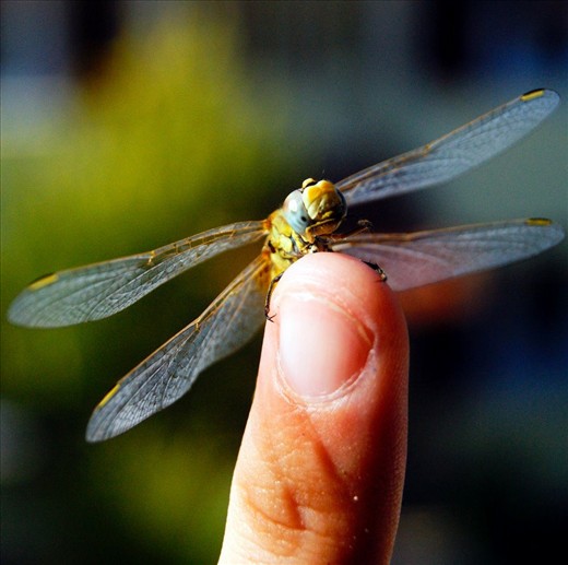 The interesting  aspect from this country is how approachable the animals are. From how friendly the turtles to a dragonfly landing on your finger.