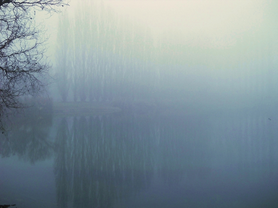 a blanket of fog covered the woods