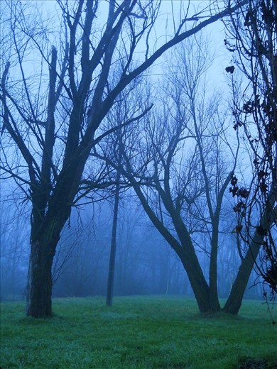 And the trees froze and stood quietly