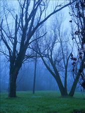 And the trees froze and stood quietly: by samsara, Views[349]