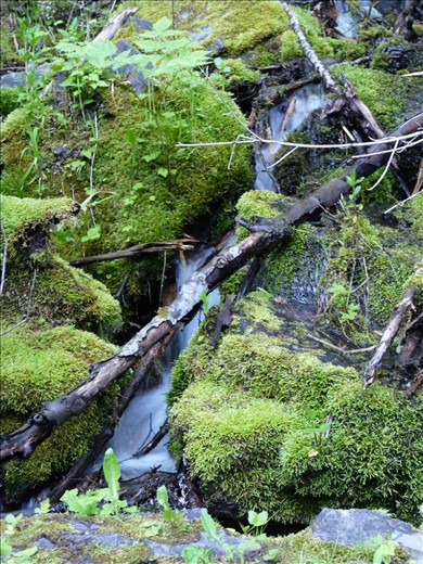 Montana does have a beautiful green side to her.