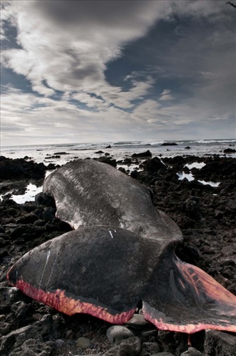 The carcass of a male sperm whale that washed ashore at Snaefellsnes Peninsula in spring 2012. These whales can grow up to 20 metres in length and weigh over 55 tons. Their species is the largest living toothed animal and the deepest diving mammal on earth. The white scars on many sperm whales' heads are believed to come from fights with giant squids that are one of their primary preys. The clicking vocalizations of sperm whales are by far the loudest sound produced by any animal. 