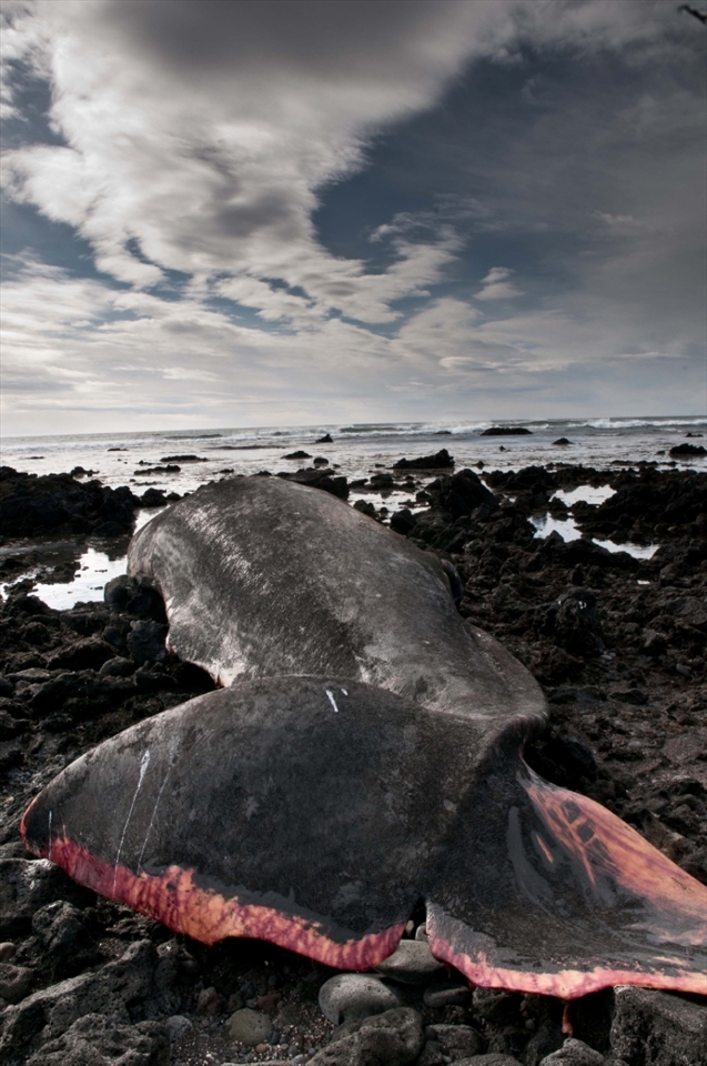 The carcass of a male sperm whale that washed ashore at Snaefellsnes Peninsula in spring 2012. These whales can grow up to 20 metres in length and weigh over 55 tons. Their species is the largest living toothed animal and the deepest diving mammal on earth. The white scars on many sperm whales' heads are believed to come from fights with giant squids that are one of their primary preys. The clicking vocalizations of sperm whales are by far the loudest sound produced by any animal. 