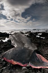 The carcass of a male sperm whale that washed ashore at Snaefellsnes Peninsula in spring 2012. These whales can grow up to 20 metres in length and weigh over 55 tons. Their species is the largest living toothed animal and the deepest diving mammal on earth. The white scars on many sperm whales' heads are believed to come from fights with giant squids that are one of their primary preys. The clicking vocalizations of sperm whales are by far the loudest sound produced by any animal. : by sanderjainphotography, Views[777]