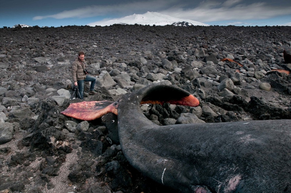 With about 13 metres in length, this sperm whale was a comparatively small specimen. Despite the fact that sperm whales are rather abundant and although their range covers almost all oceans, their anatomy and behavior still hold quite a few secrets. The reason for the enormous size of their heads compared to the lower jaw, for instance, is not yet well understood. 